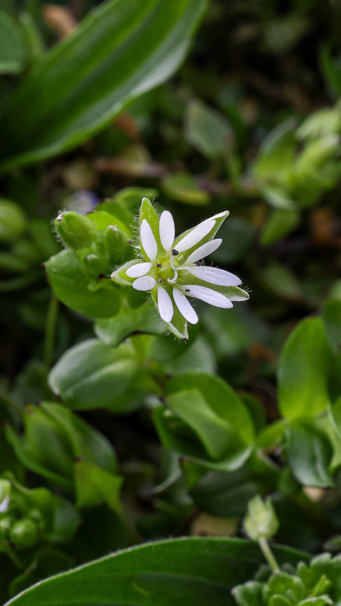 floare