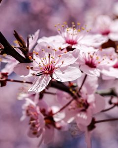 floare