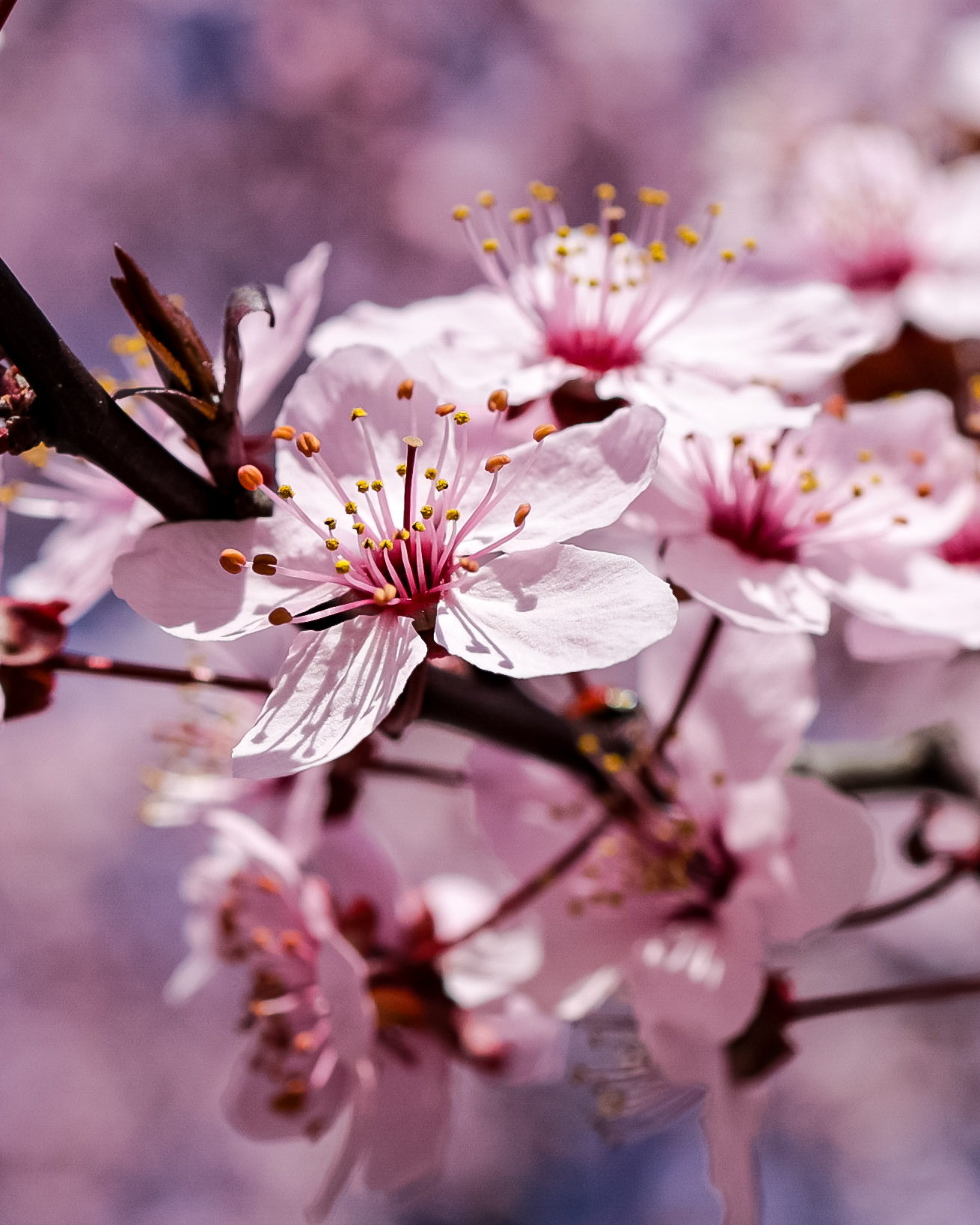 floare