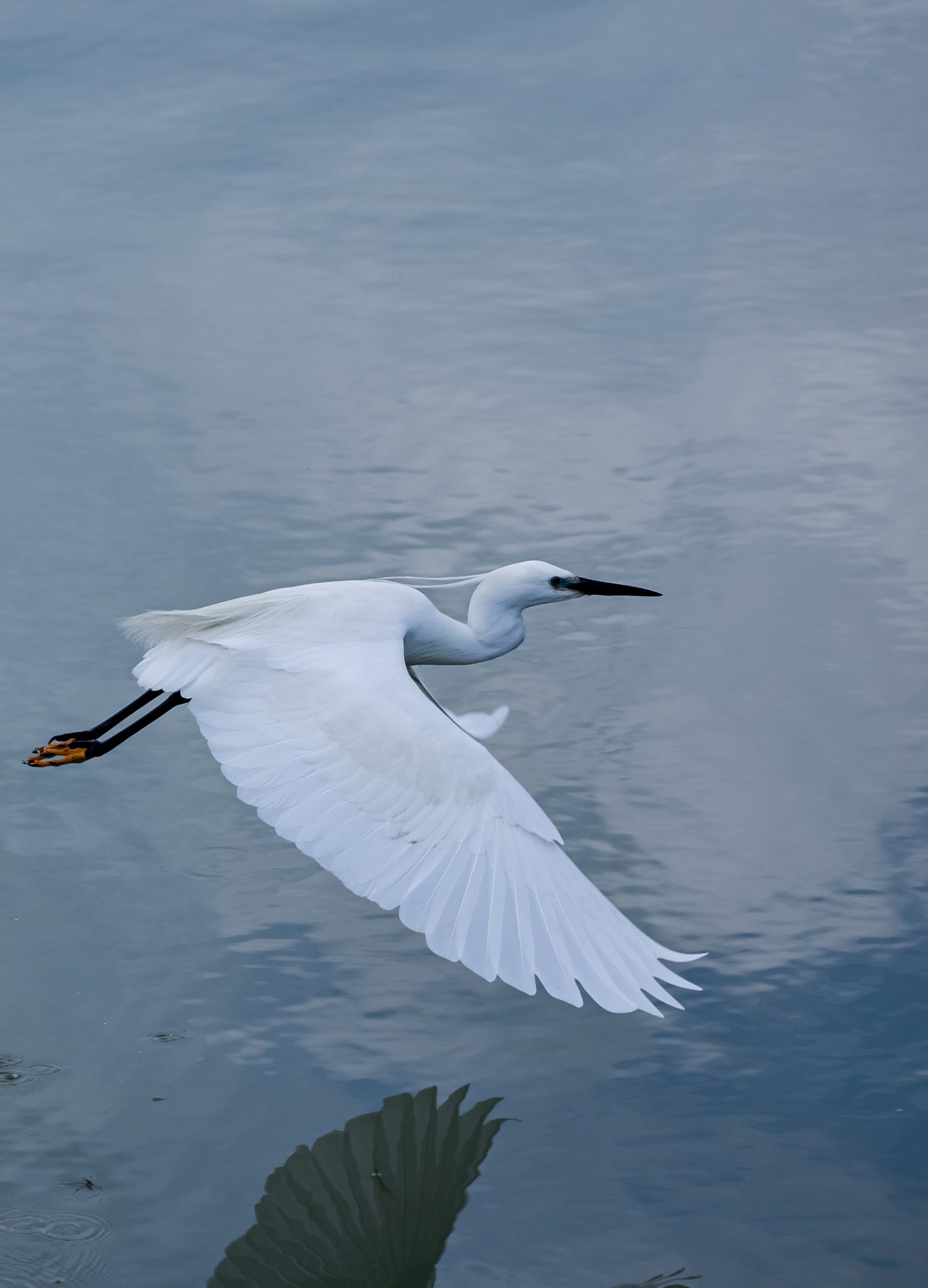 egreta