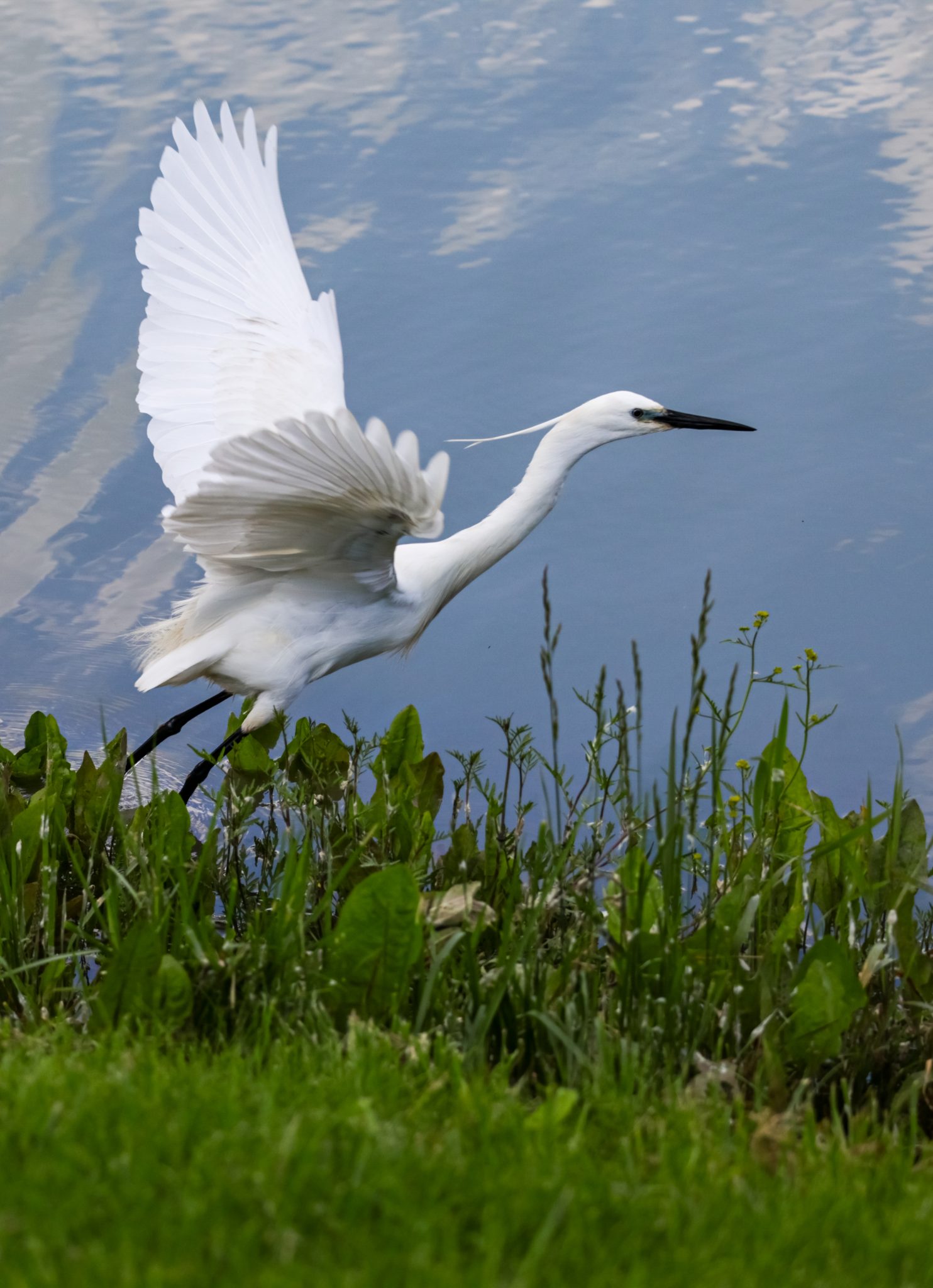 egreta