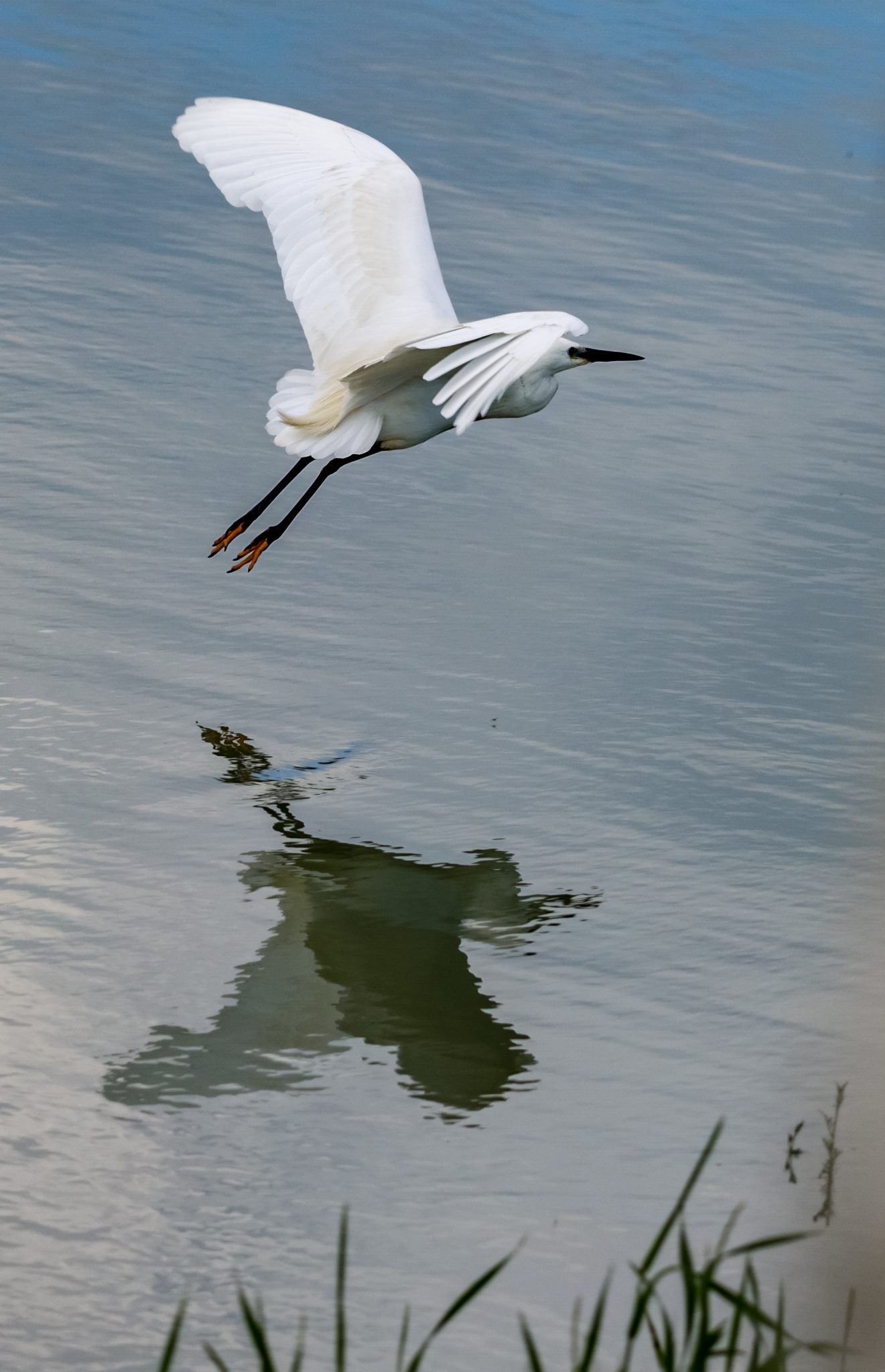 egreta