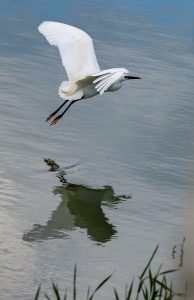 egreta