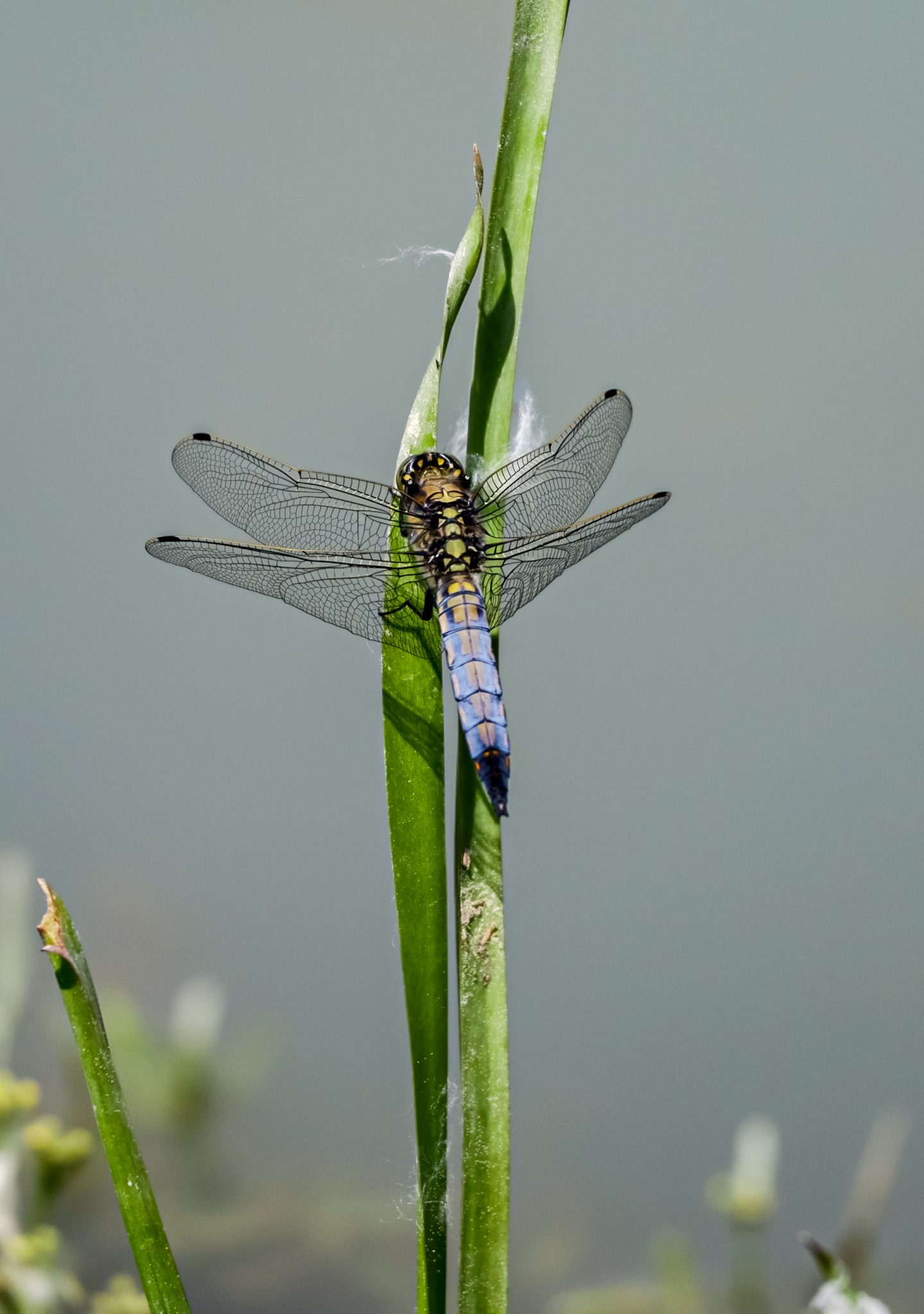 libelula